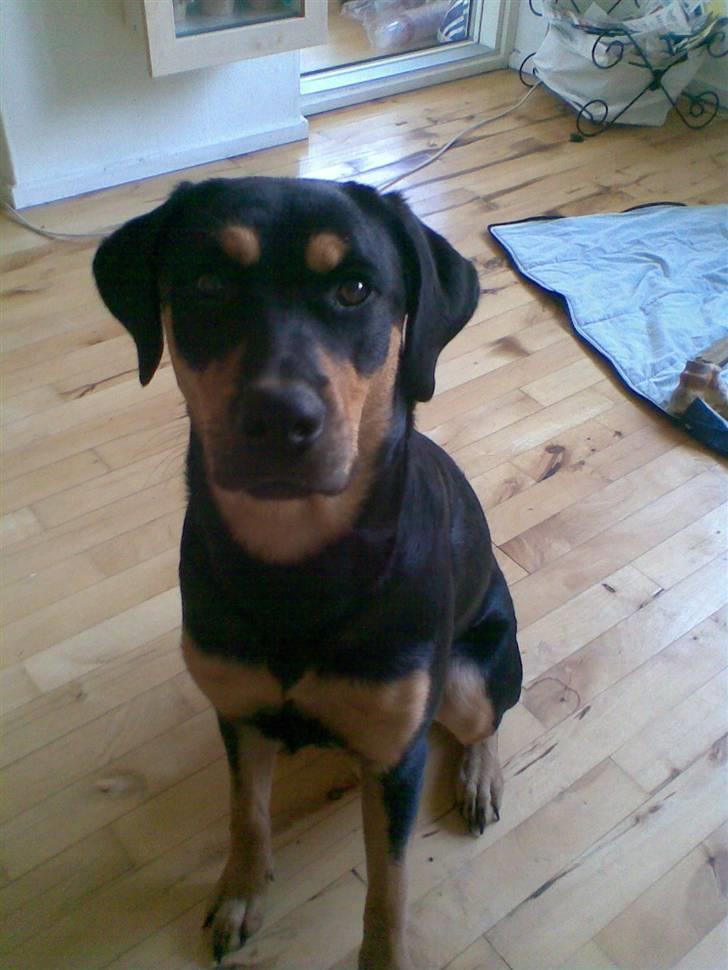 Blanding af racer Freja himmelhund billede 4