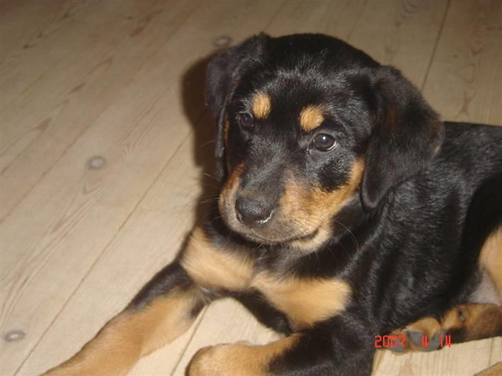 Blanding af racer Freja himmelhund - freja som hvalp billede 5