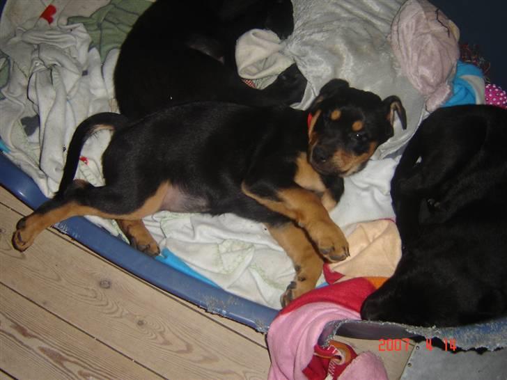 Blanding af racer Freja himmelhund - freja da vi lige havde været ude og se hende for første gang billede 6