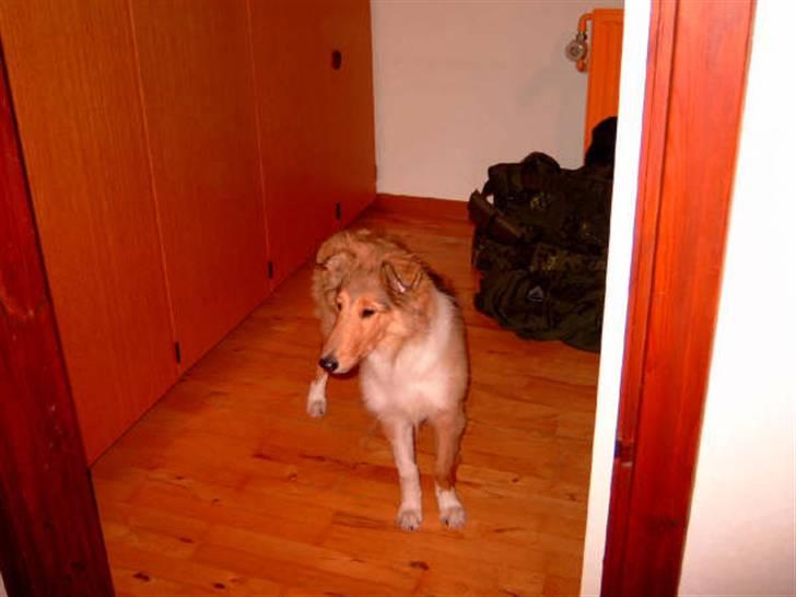 Collie langhåret Bibi - Bibi som 4 mdr. her begynder tingene ikke at passe sammen, så vi var spænt på om der blev en collie ud af hende billede 2