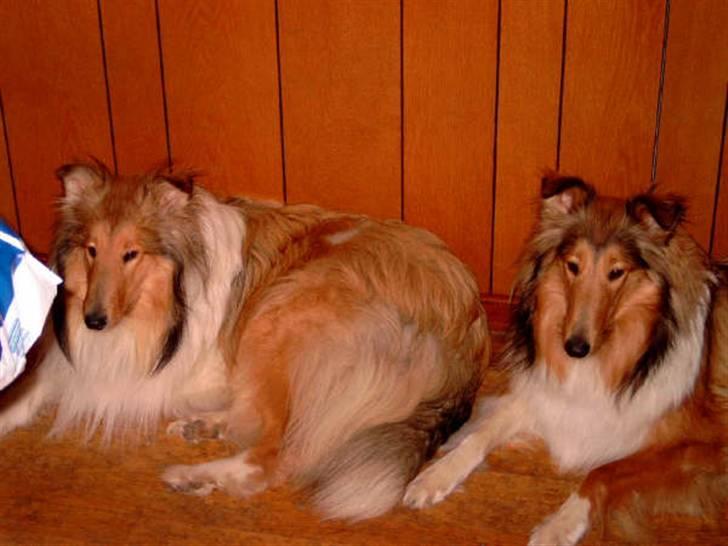 Collie langhåret Bibi - Her er Bibi  lidt over 1 år. hun ligger sammen med Queen som er 6 mdr. ældre billede 3