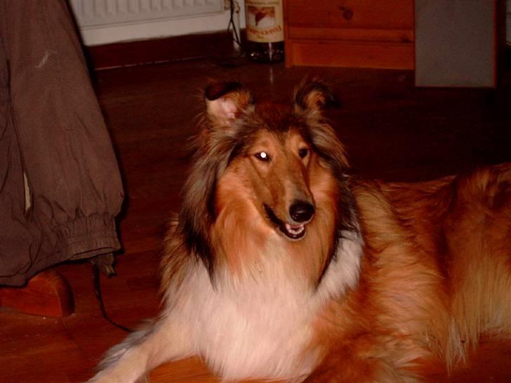 Collie langhåret Bibi - Bibi er over 2 år. billede 4