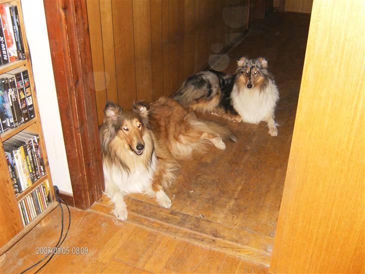 Collie langhåret Bibi - Bibi og Wendy billede 5