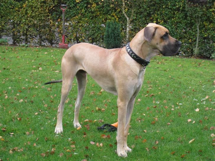 Grand danois Keyser Nero Von Shadow - Er jeg ik´ bare dejlig !!! billede 1