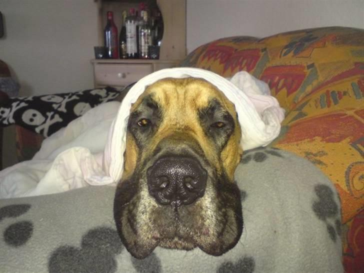 Grand danois Keyser Nero Von Shadow - Nu tror jeg nok, jeg har fået varmen igen. billede 2