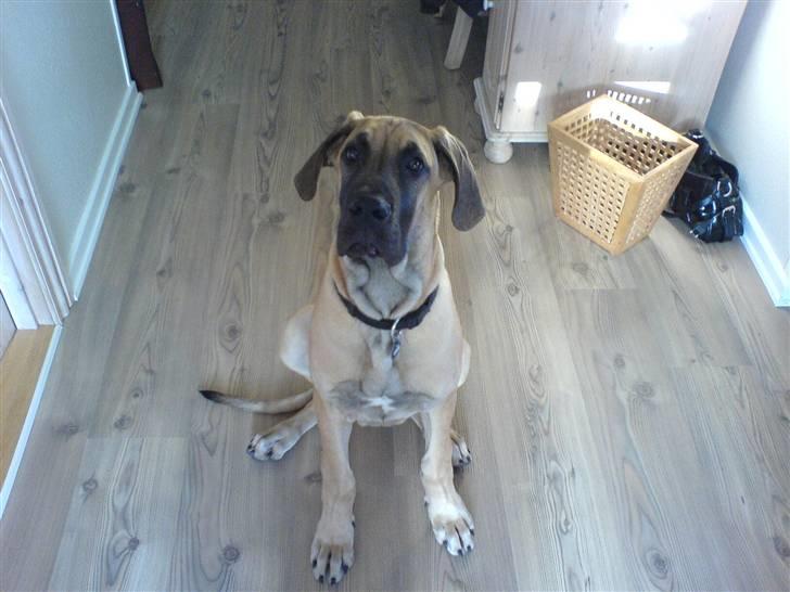 Grand danois Keyser Nero Von Shadow - Be om !!! billede 3