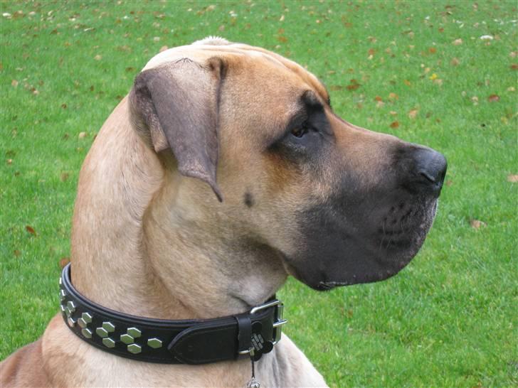 Grand danois Keyser Nero Von Shadow - Jeg kan godt se voksen ud !! billede 4