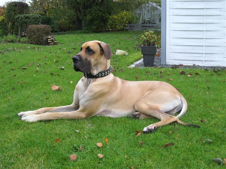 Grand danois Keyser Nero Von Shadow - Er jeg smuk fra den her side ;0) billede 5