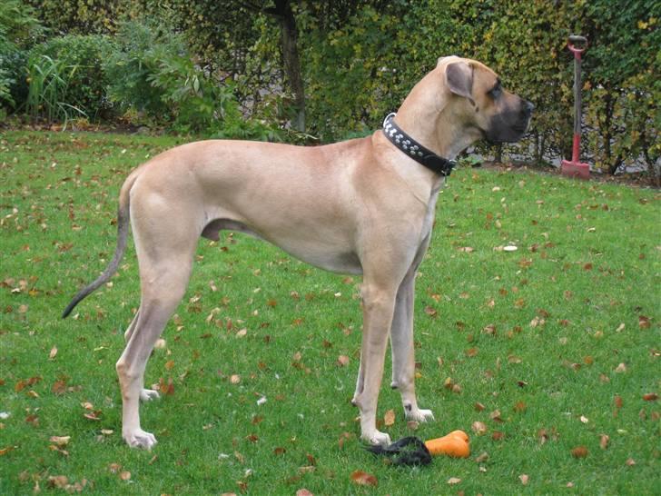 Grand danois Keyser Nero Von Shadow - Nu er jeg 90 cm høj og vejer 61 kg, mor håber jeg er udvokset nu !! billede 6