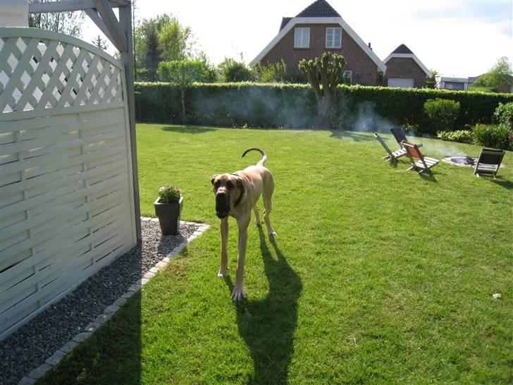 Grand danois Keyser Nero Von Shadow - Man får en slem hoste, af al den røg !! billede 7