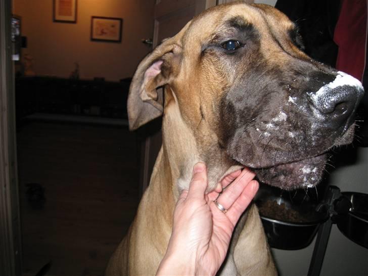 Grand danois Keyser Nero Von Shadow - Godt med flødeskum, så skal jeg nok blive stor og stærk !! billede 8