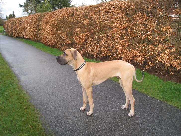 Grand danois Keyser Nero Von Shadow - Jeg er da flot, er jeg ik´ billede 9