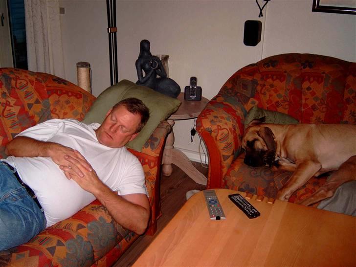 Grand danois Keyser Nero Von Shadow - Far og jeg snupper os lige en lur billede 11