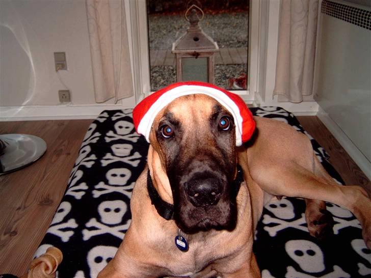 Grand danois Keyser Nero Von Shadow - Nu må ham julemanden godt komme billede 12