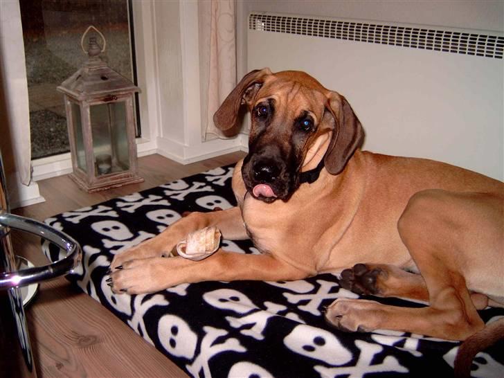 Grand danois Keyser Nero Von Shadow - Uhm.. de her dimser til at gnave på er gode !!! billede 14