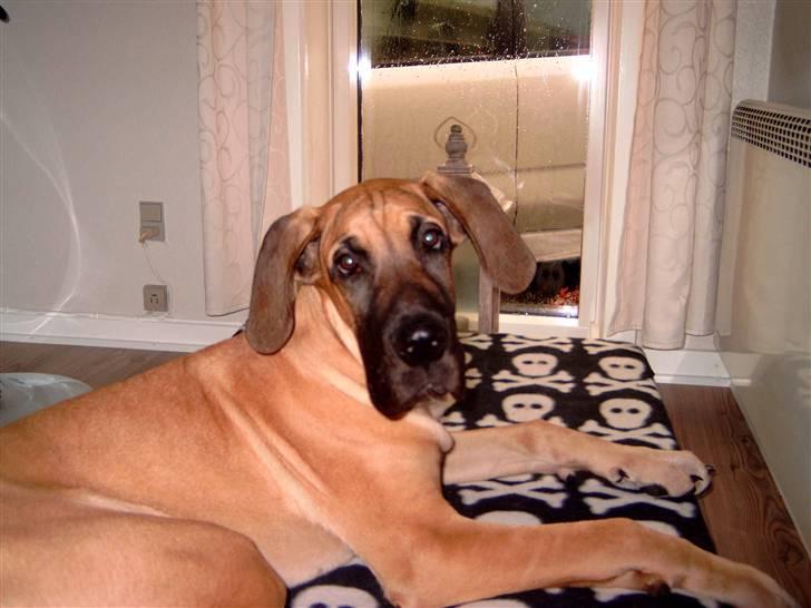 Grand danois Keyser Nero Von Shadow - Jeg er komplet uskyldig !! billede 15