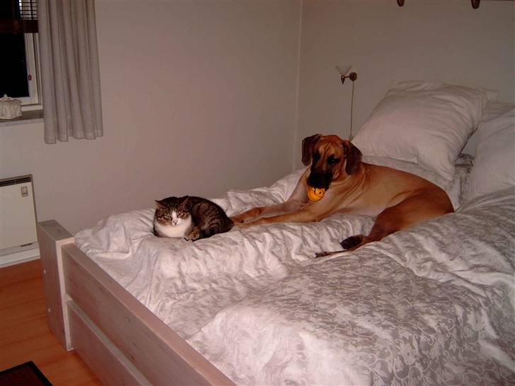 Grand danois Keyser Nero Von Shadow - Her er jeg så med min bedste ven Mulle, han tror også han er en grand danois billede 16