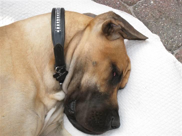 Grand danois Keyser Nero Von Shadow - Jeg elsker at ligge i solen !! billede 17