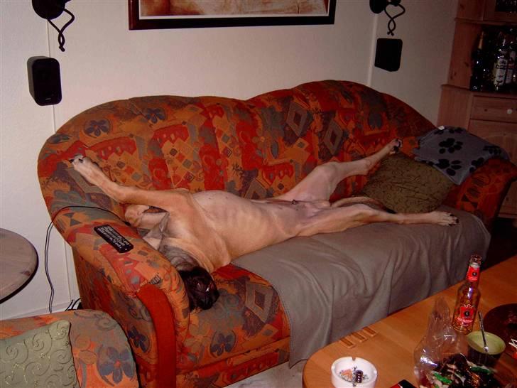 Grand danois Keyser Nero Von Shadow - Vi må nok heller snart få en større sofa billede 18