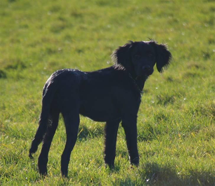 Blanding af racer Topper billede 17