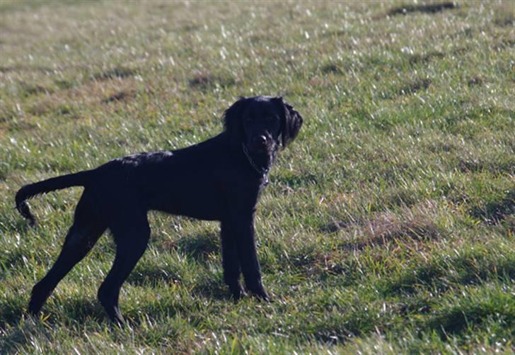 Blanding af racer Topper billede 18