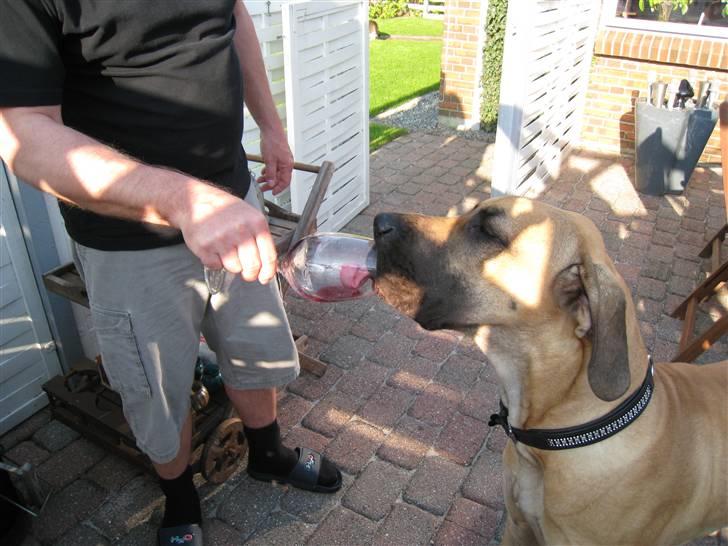 Grand danois Keyser Nero Von Shadow - Far og jeg får os et glas rødvin ;0) billede 19