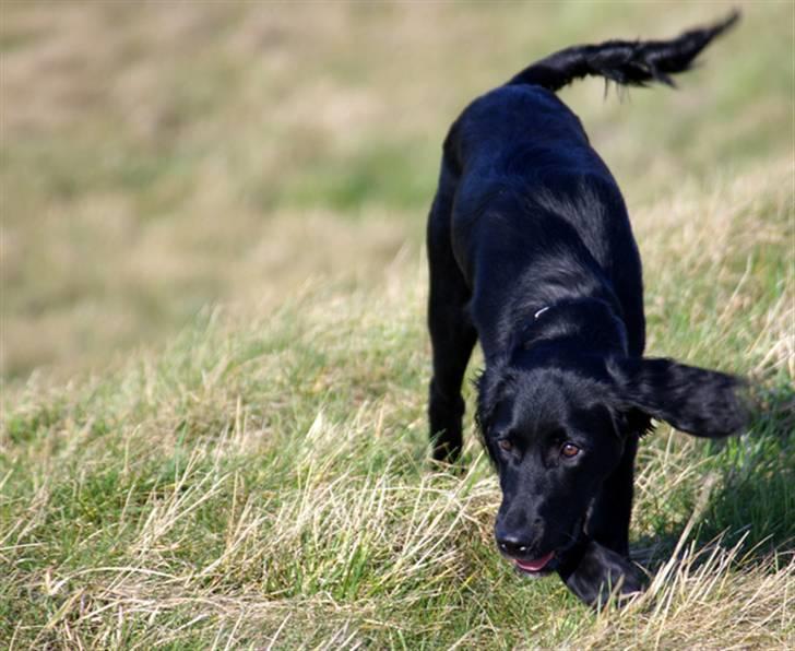 Blanding af racer Topper billede 20