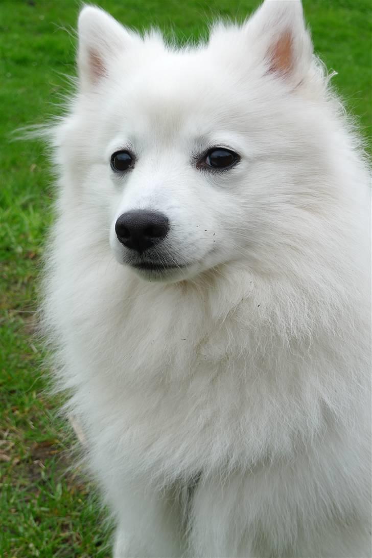 Japansk spids Liina billede 1