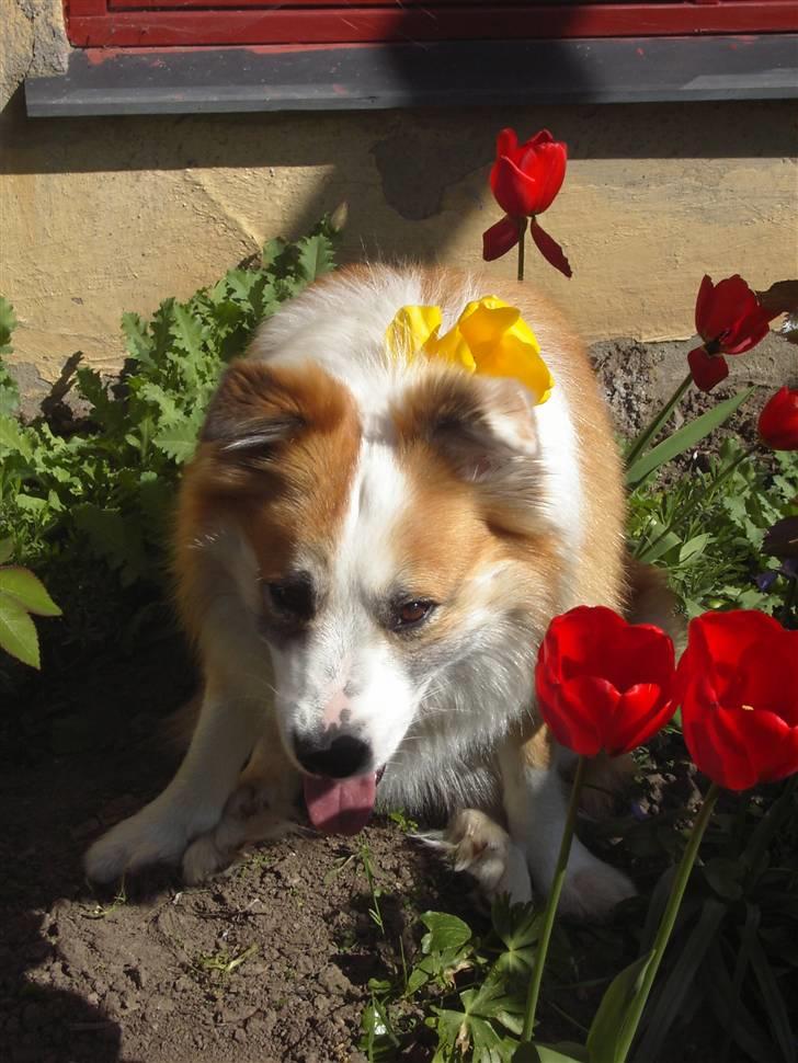 Blanding af racer  Haldur - dejlige blomster... (Slikker på jorden, Fjollede hund) billede 8