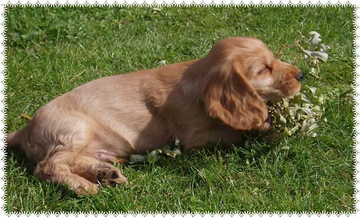 Cocker spaniel buster billede 10