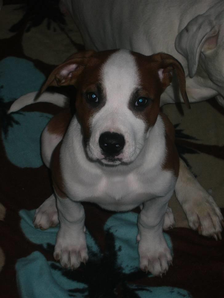 Blanding af racer Eddy billede 18