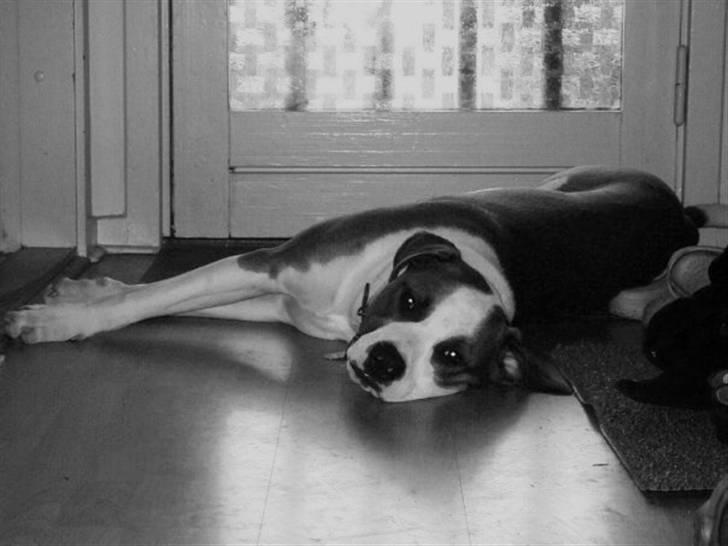 Blanding af racer Eddy billede 20