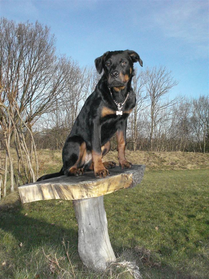Rottweiler Chica billede 11