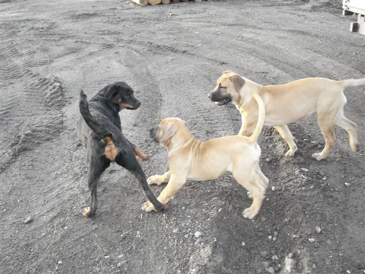 Rottweiler Chica - Chica leger med kusine Freja og Fætter Thor :)  billede 13