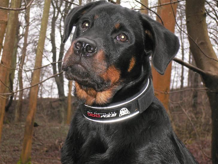 Rottweiler Chica billede 14