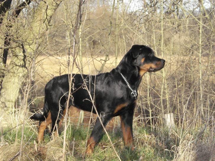 Rottweiler Chica billede 15