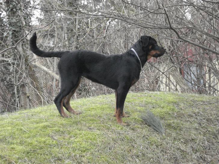 Rottweiler Chica billede 16