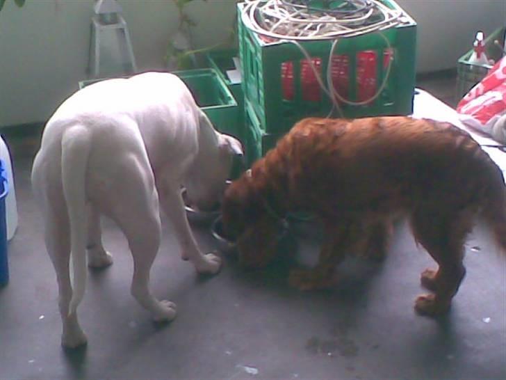 Cocker spaniel Tøsen (R.i.P) - Har desværre kun disse billeder... Her sammen med min søsters gamle hund billede 1