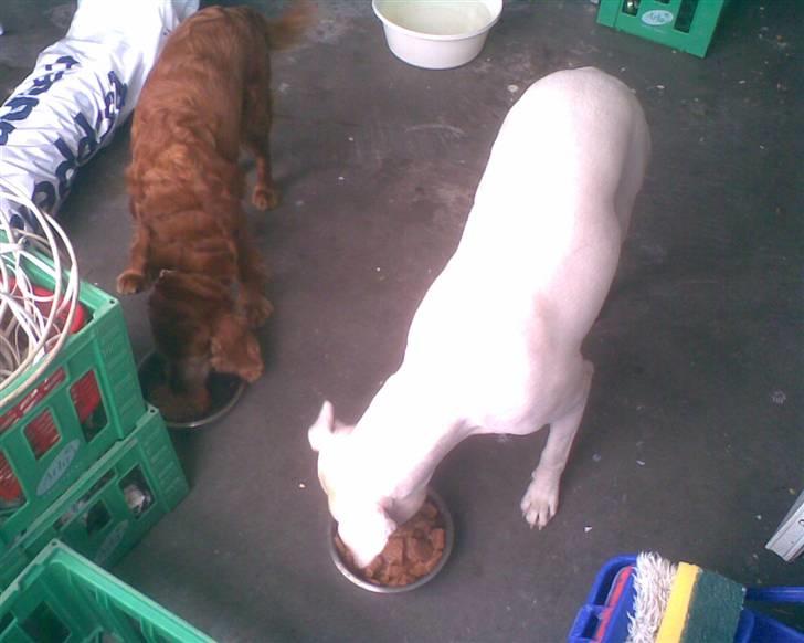 Cocker spaniel Tøsen (R.i.P) billede 2