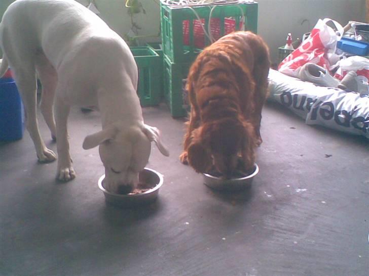 Cocker spaniel Tøsen (R.i.P) billede 3