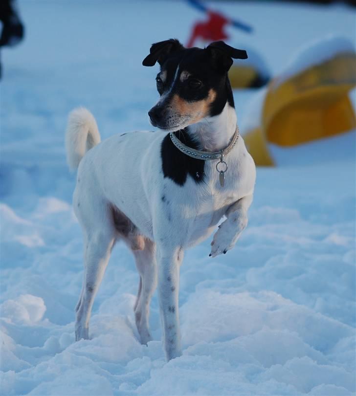 Dansk svensk gaardhund SIMBA<333 - det er service!!!!B) billede 19