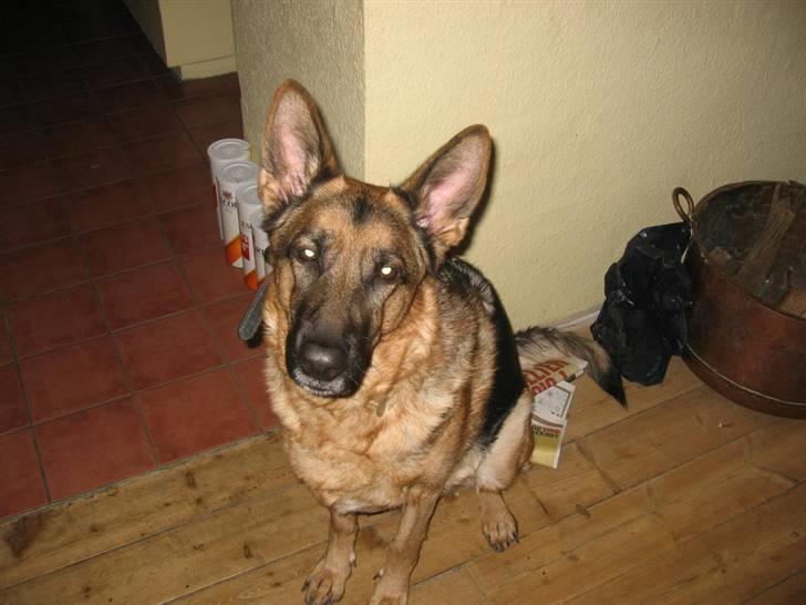 Schæferhund Jennie <3 † DØD † R.I.P - SAVNER DIG :( billede 16