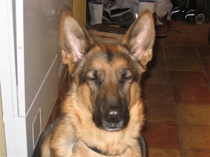 Schæferhund Jennie <3 † DØD † R.I.P - SAVNER DIG :( billede 17