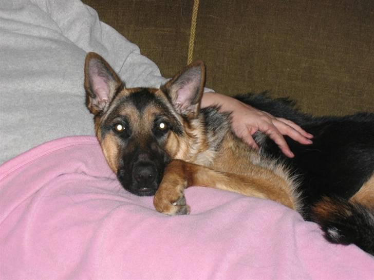 Schæferhund Freja <3 - Så træt? Så afslappet? :D billede 2