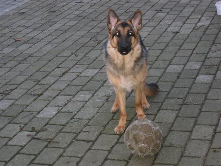 Schæferhund Freja <3 - VI SKAL LEGE, ELLER JEG RÆKKER TUNGE ! Hehe <33 billede 3