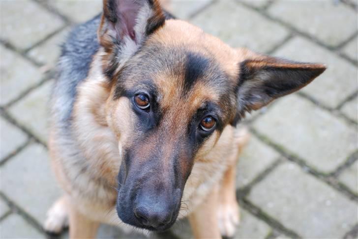 Schæferhund Freja <3 - Haah , hvor er det sjovt (; billede 4