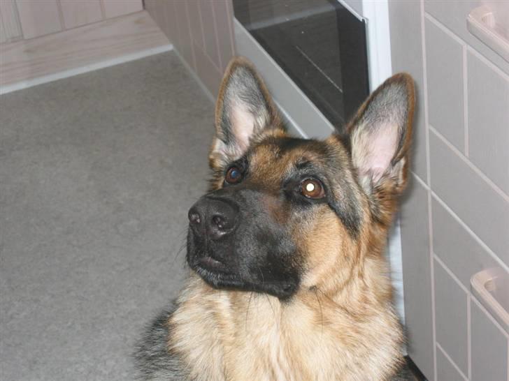 Schæferhund Freja <3 - Hvis jeg sidder pænt, for jeg så en godbid?? (; billede 5