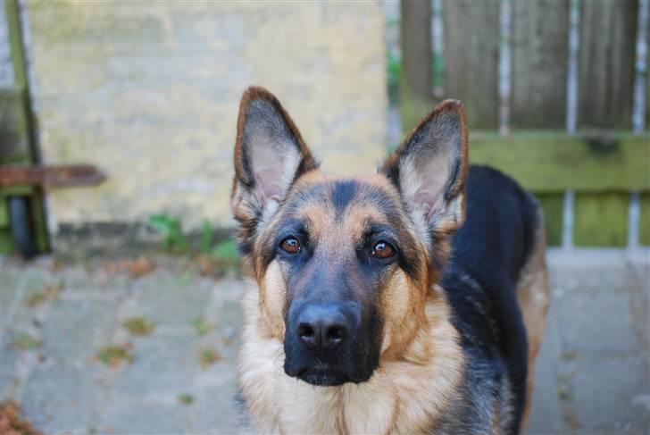 Schæferhund Freja <3 - <3 billede 6