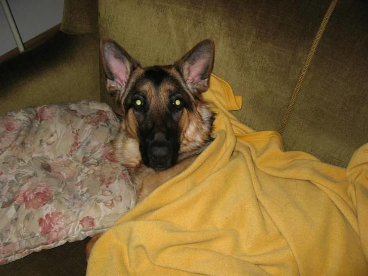 Schæferhund Freja <3 - Skal jeg allerede op? billede 7