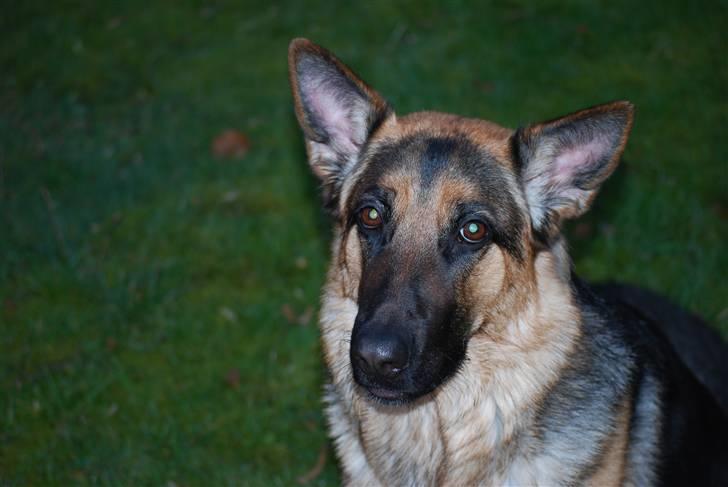 Schæferhund Freja <3 - <3 billede 8